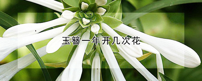 玉簪一年開幾次花