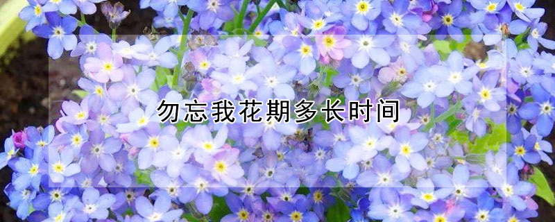 勿忘我花期多長時(shí)間