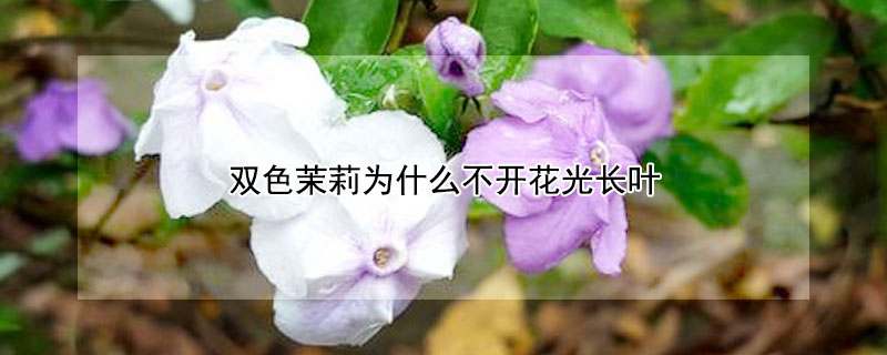 雙色茉莉?yàn)槭裁床婚_花光長(zhǎng)葉