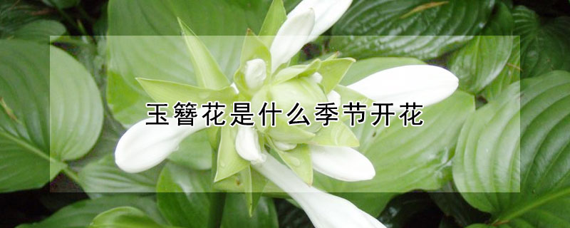 玉簪花是什么季節(jié)開花