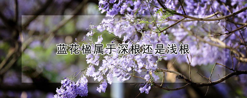 藍花楹屬于深根還是淺根