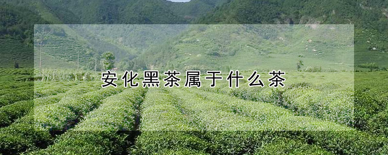 安化黑茶屬于什么茶