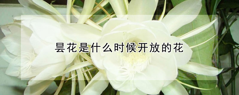 曇花是什么時候開放的花