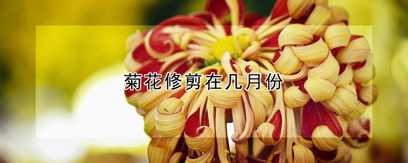 菊花修剪在幾月份