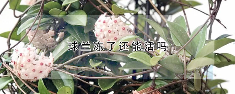 球蘭凍了還能活嗎