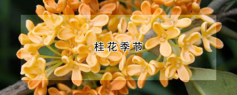 桂花季節