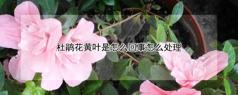 杜鵑花黃葉是怎么回事怎么處理