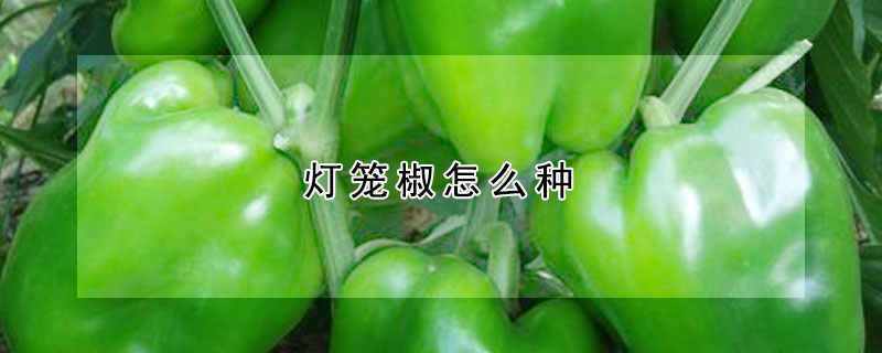 燈籠椒怎么種