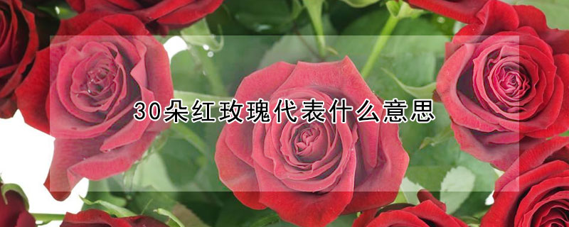 30朵紅玫瑰代表什么意思