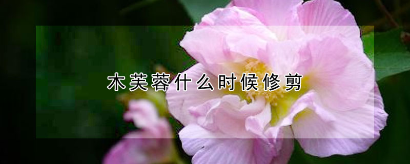 木芙蓉什么時候修剪