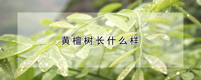 黃檀樹長什么樣