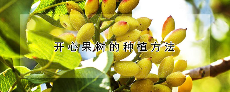 開(kāi)心果樹(shù)的種植方法