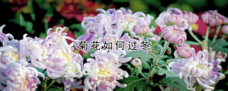 菊花如何過(guò)冬