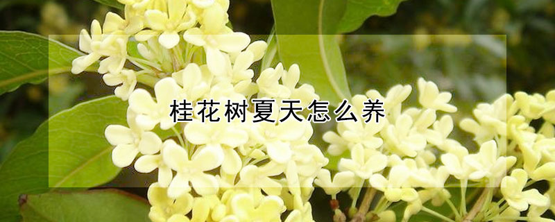 桂花樹夏天怎么養(yǎng)