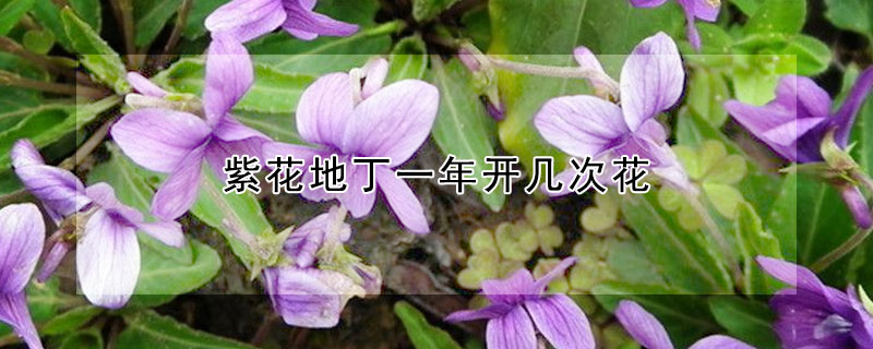 紫花地丁一年開(kāi)幾次花