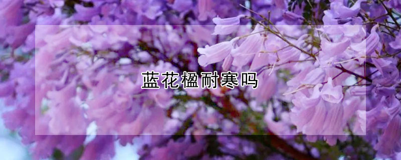 藍花楹耐寒嗎