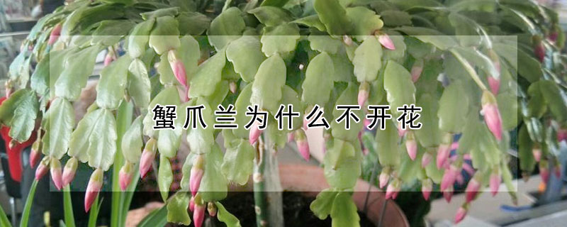 蟹爪蘭為什么不開花