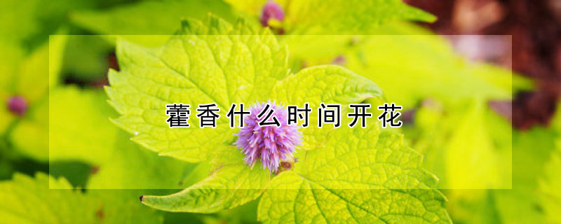 藿香什么時間開花