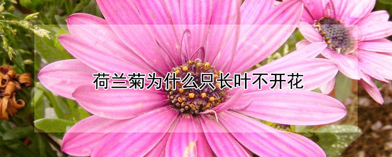 荷蘭菊為什么只長(zhǎng)葉不開(kāi)花