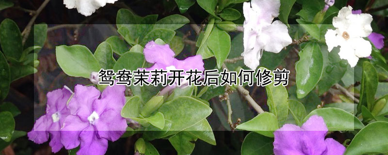 鴛鴦茉莉開花后如何修剪