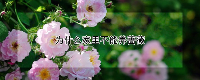 為什么家里不能養薔薇