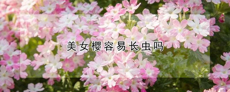 美女櫻容易長(zhǎng)蟲(chóng)嗎