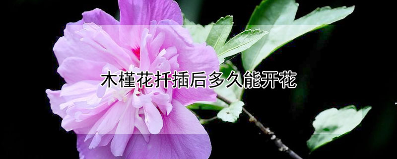 木槿花扦插后多久能開(kāi)花