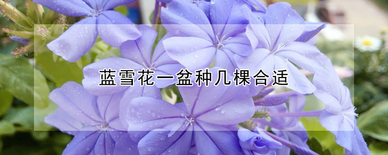 藍(lán)雪花一盆種幾棵合適