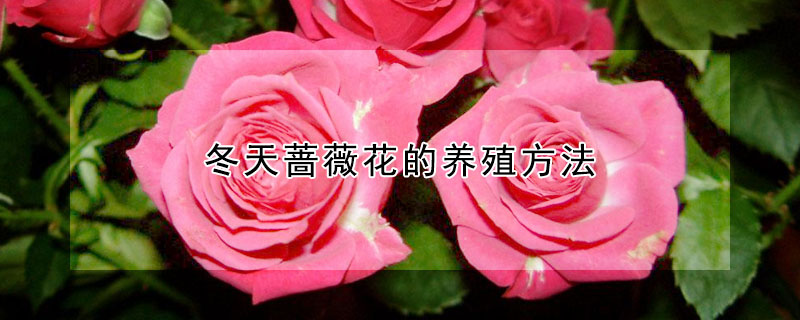 冬天薔薇花的養殖方法