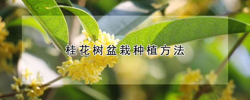 桂花樹盆栽種植方法