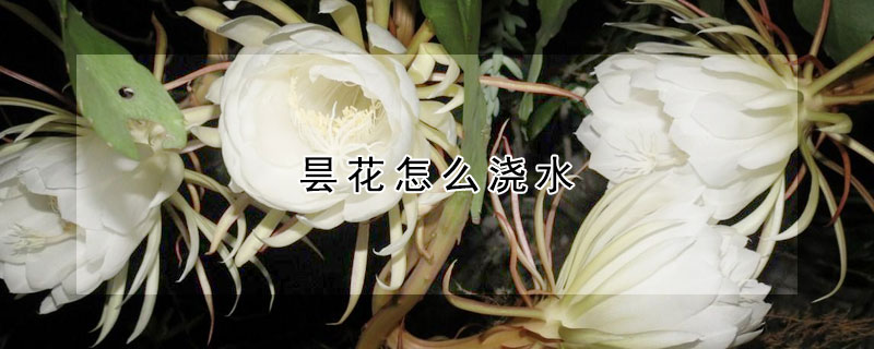 曇花怎么澆水