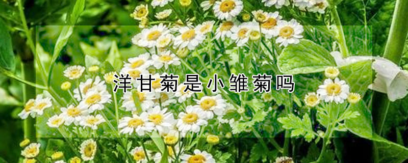 洋甘菊是小雛菊嗎