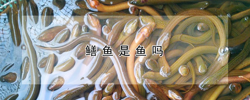 鱔魚是魚嗎