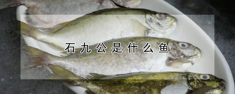 石九公是什么魚