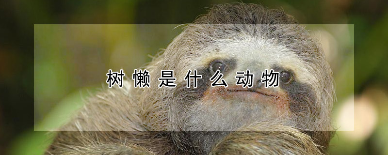 樹懶是什么動物