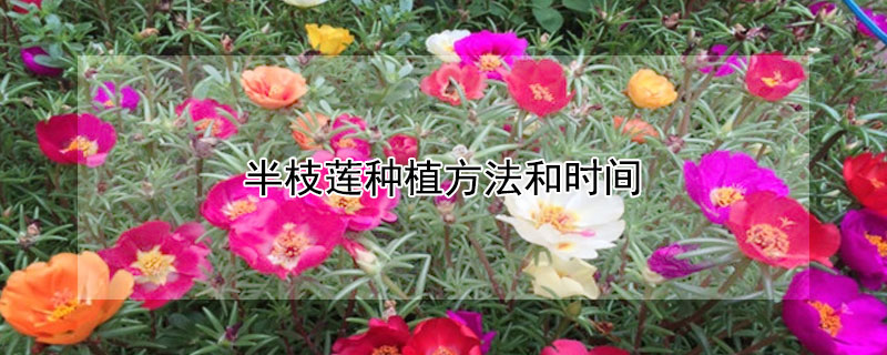 半枝蓮種植方法和時間