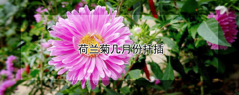 荷蘭菊幾月份扦插