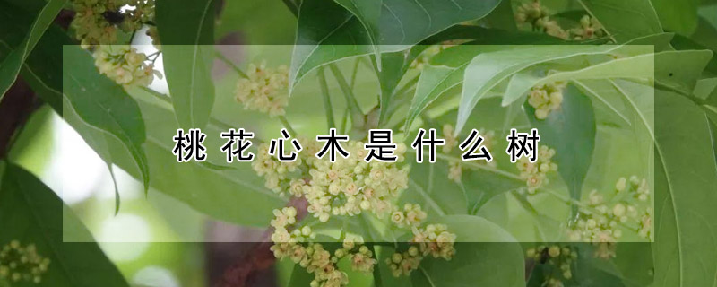 桃花心木是什么樹