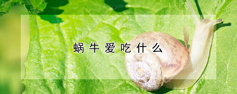 蝸牛愛(ài)吃什么