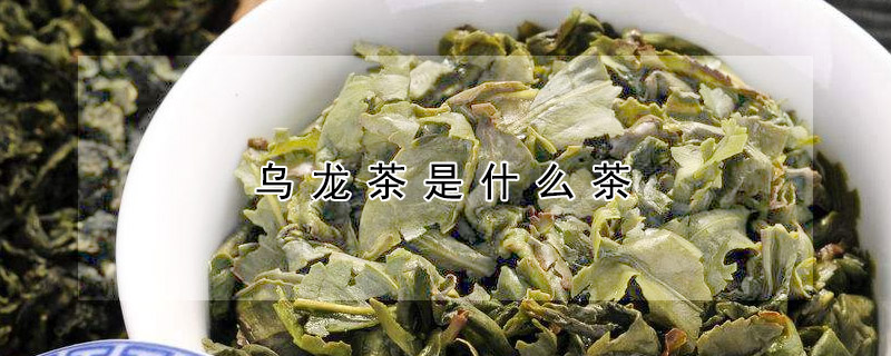 烏龍茶是什么茶