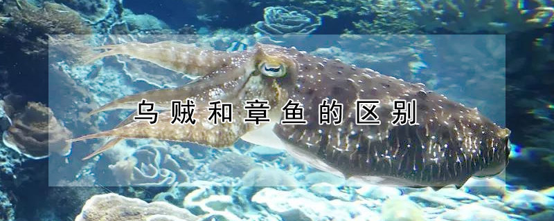 烏賊和章魚的區別