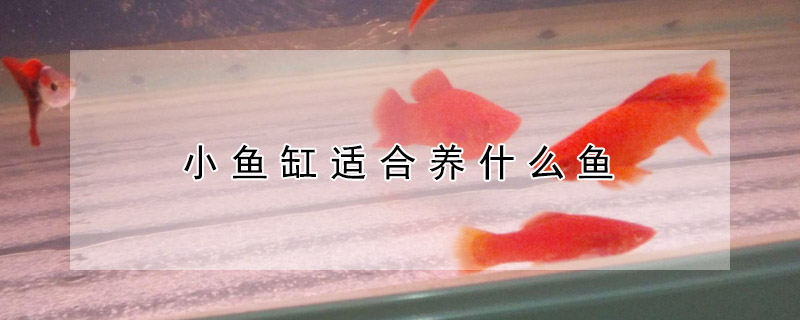 小魚缸適合養(yǎng)什么魚