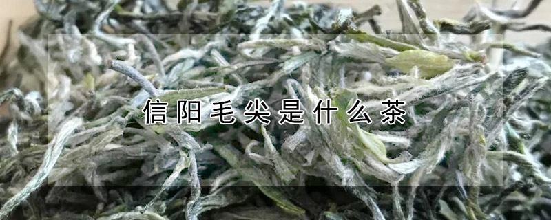 信陽(yáng)毛尖是什么茶