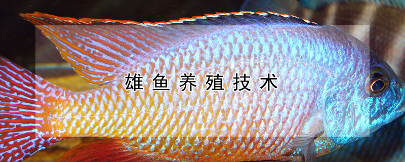 雄魚養(yǎng)殖技術