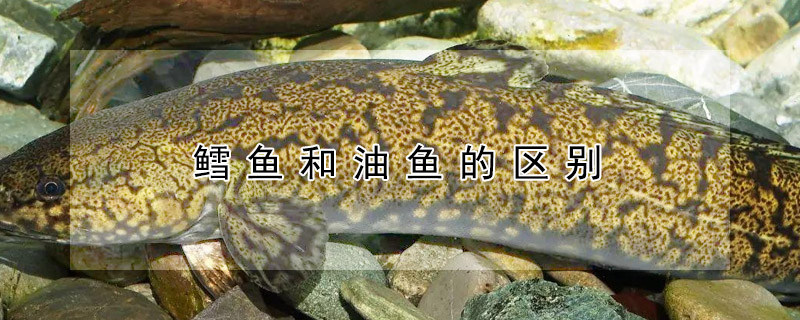 鱈魚和油魚的區別