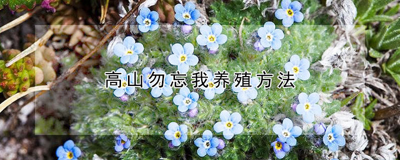 高山勿忘我養(yǎng)殖方法