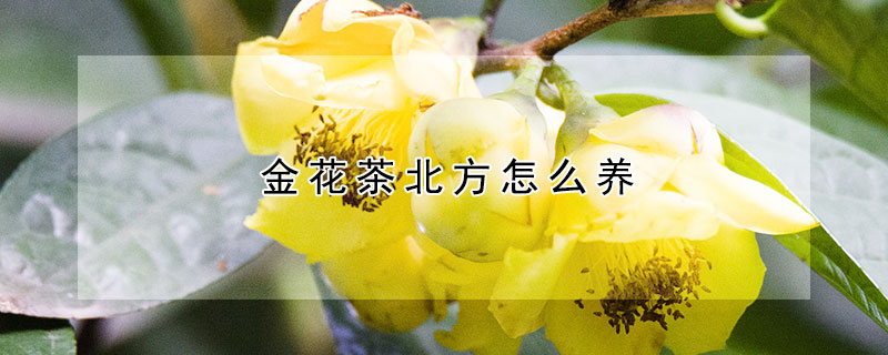 金花茶北方怎么養(yǎng)