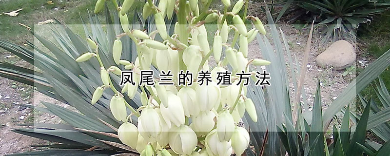 鳳尾蘭的養(yǎng)殖方法