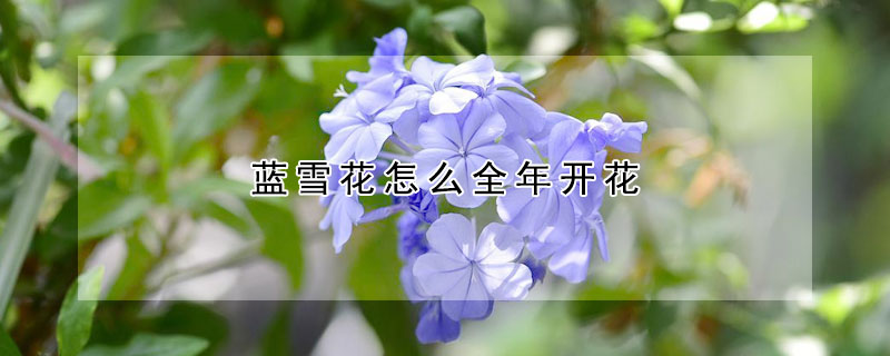 藍(lán)雪花怎么全年開花