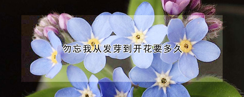 勿忘我從發(fā)芽到開花要多久